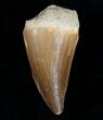 Platecarpus (Mosasaur) Tooth - Unusual Species #6530-1